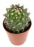 2" Cactus Mammillaria Polythele